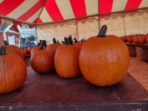 IMG 20231001 153306756 HDR